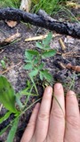 A photograph of the species Angelica venenosa, not of this specimen