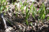 A photograph of the species Milium effusum, not of this specimen