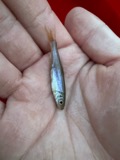 A photograph of the species Clinostomus elongatus, not of this specimen