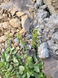 A photograph of the species Veronica L., not of this specimen