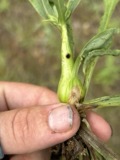 A photograph of the species Gnorimoschema salinaris, not of this specimen