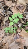 A photograph of the species Polemonium reptans, not of this specimen