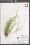 A photograph of the species Carex emmonsii, not of this specimen