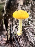 A photograph of the species Amanita frostiana, not of this specimen