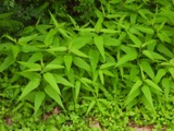 A photograph of the species Helianthus hirsutus, not of this specimen
