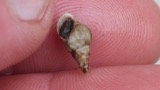 A photograph of the species Elimia livescens, not of this specimen