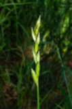 A photograph of the species Carex muskingumensis, not of this specimen