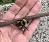 A photograph of the species Bombus fervidus, not of this specimen