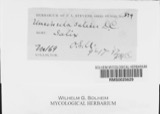 A photograph of the species Uncinula salicis, not of this specimen