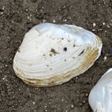 A photograph of the species Epioblasma triquetra, not of this specimen
