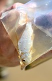 A photograph of the species Carpiodes velifer, not of this specimen