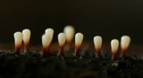 A photograph of the species Craterium leucocephalum, not of this specimen