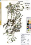 A photograph of the species Corydalis Vent., not of this specimen