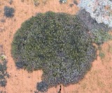 A photograph of the species Scoliciosporum umbrinum, not of this specimen