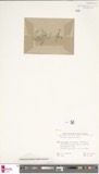 A photograph of the species Ulothrix subtilis, not of this specimen