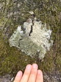 A photograph of the species Anaptychia palmulata, not of this specimen