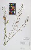 A photograph of the species Camelina sativa, not of this specimen