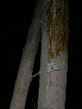 A photograph of the species Catocala relicta, not of this specimen