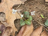 A photograph of the species Viola blanda, not of this specimen
