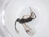 A photograph of the species Apanteles Förster, not of this specimen