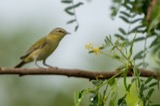 A photograph of the species Leiothlypis peregrina, not of this specimen