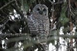A photograph of the species Strix varia, not of this specimen