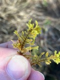 A photograph of the species Hypnum imponens, not of this specimen