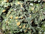 A photograph of the species Coenogonium luteum, not of this specimen