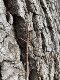 A photograph of the species Acer saccharum, not of this specimen