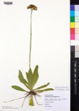 A photograph of the species Hieracium aurantiacum, not of this specimen