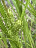A photograph of the species Carex lupulina, not of this specimen