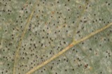A photograph of the species Phyllactinia corylea, not of this specimen