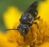 A photograph of the species Coelioxys sayi, not of this specimen
