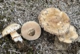 A photograph of the species Amanita peckiana, not of this specimen