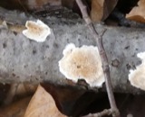 A photograph of the species Merulius incarnatus, not of this specimen