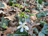 A photograph of the species Anemone nemorosa, not of this specimen