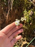 A photograph of the species Thalictrum thalictroides, not of this specimen