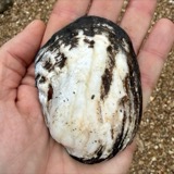 A photograph of the species Amblema plicata, not of this specimen