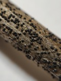 A photograph of the species Leptosphaeria Cesati, not of this specimen