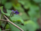 A photograph of the species Viola L., not of this specimen