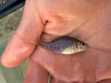 A photograph of the species Lepomis humilis, not of this specimen