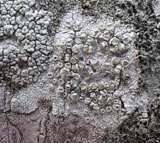 A photograph of the species Lecanora caesiorubella, not of this specimen