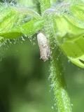 A photograph of the species Agallia quadripunctata, not of this specimen