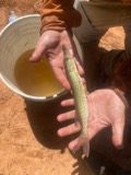 A photograph of the species Esox niger, not of this specimen