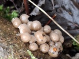 A photograph of the species Mycena Roussel, not of this specimen