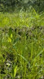A photograph of the species Fimbristylis autumnalis, not of this specimen