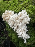 A photograph of the species Hericium coralloides, not of this specimen