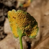 A photograph of the species Puccinia eatoniae, not of this specimen