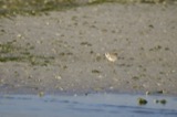 A photograph of the species Charadrius melodus, not of this specimen
