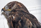 A photograph of the species Buteo lagopus, not of this specimen